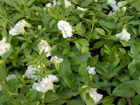 白い花 白い花 花,白,自然の写真素材