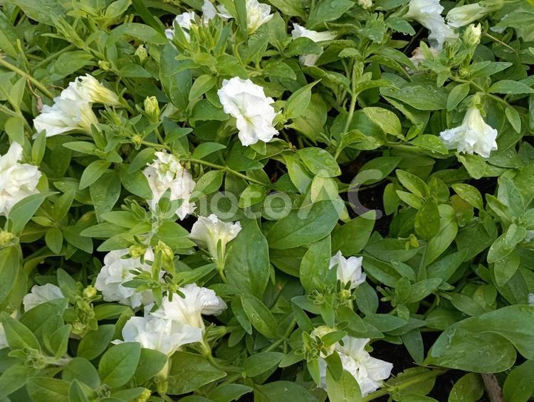 白い花 花,白,自然の写真素材