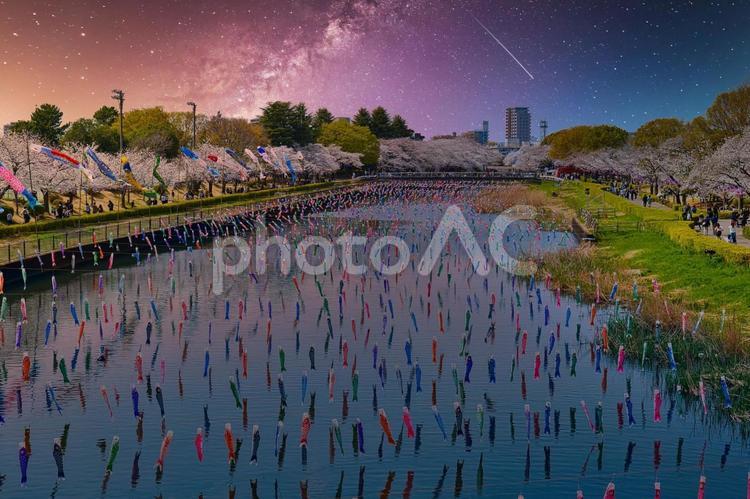 さくらとこいのぼり（夜空） 桜,こいのぼり,夜の写真素材