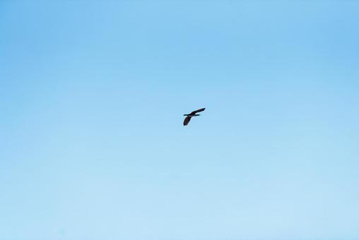大空を優雅に舞うカワウ カワウ,鵜,水鳥の写真素材