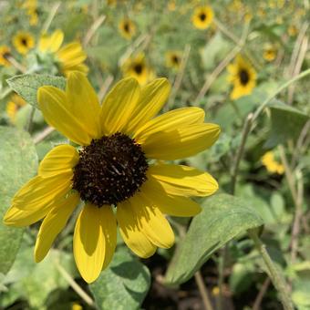 サンフィニティ サンフィニティの写真