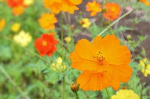 キバナコスモスの写真