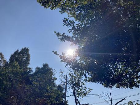 樹木と青空 樹木と青空の写真