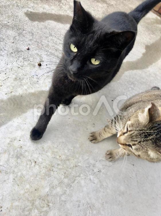 黒猫と虎猫　 猫,2匹,黒猫の写真素材