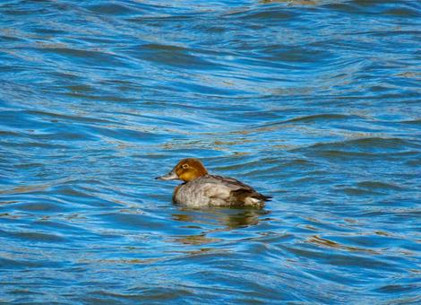 川で泳ぐホシハジロのメス ホシハジロ,野鳥,動物の写真素材