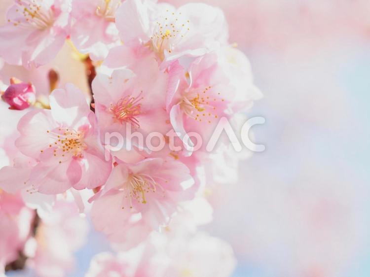 早咲きの河津桜〜その２〜 河津桜,春,桜の写真素材