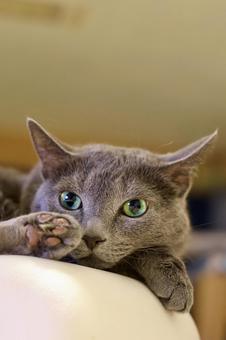横座りしてこちらを見つめるロシアンブルー ねこ,ロシアンブルー,グレーの写真素材