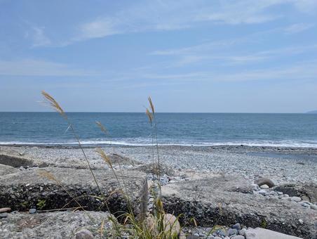 Sea and silver grass, JPG Sea and silver grass, JPG