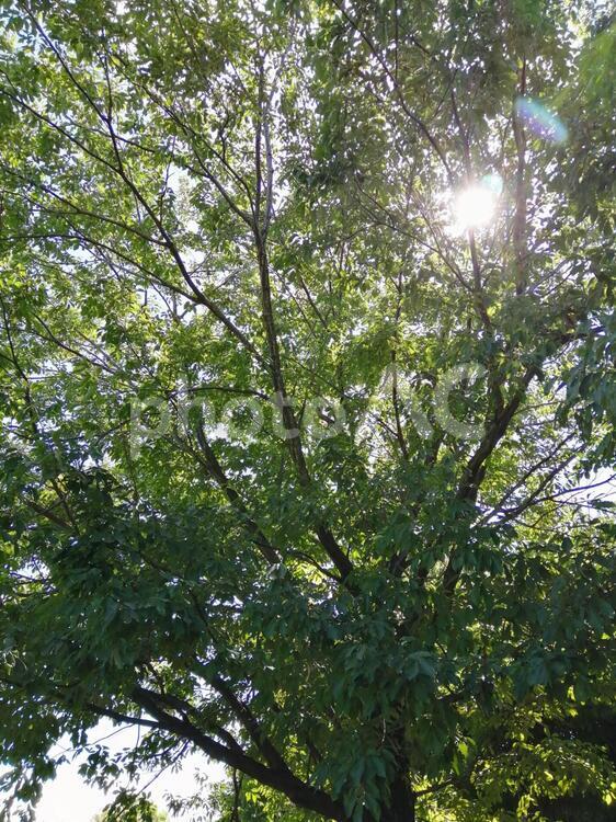 大きな木とハレーション 木,ハレーション,葉の写真素材