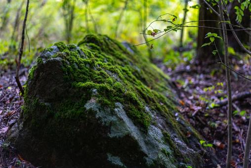 森の苔生す巨岩 森,自然,緑の写真素材