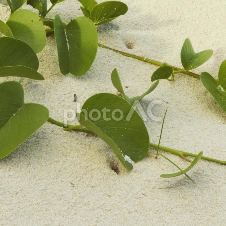 白い砂浜に生える植物 沖縄,植物,葉の写真素材
