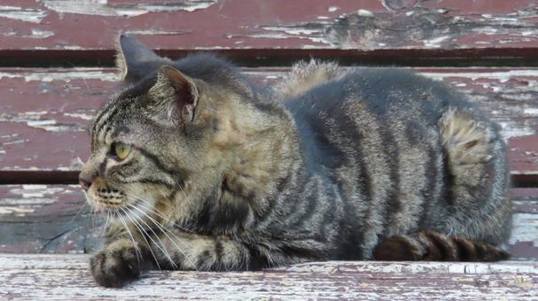 Photo, cat, pheasant, lie down, 
