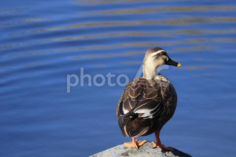 水辺の鴨 鴨,鳥,鳥類の写真素材