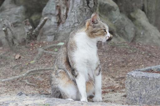 ねこ ねこ のらねこ,にゃんこ,可愛いの写真素材