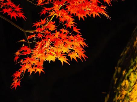 もみじのライトアップ もみじのライトアップの写真