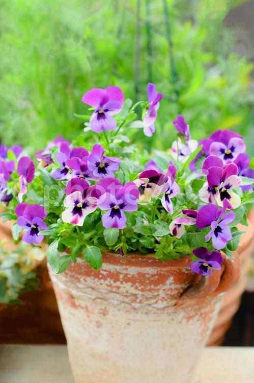 鉢植えのパンジー、ガーデニング 園芸,ガーデニング,花の写真素材