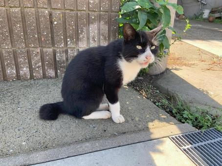 ネコ ネコの写真