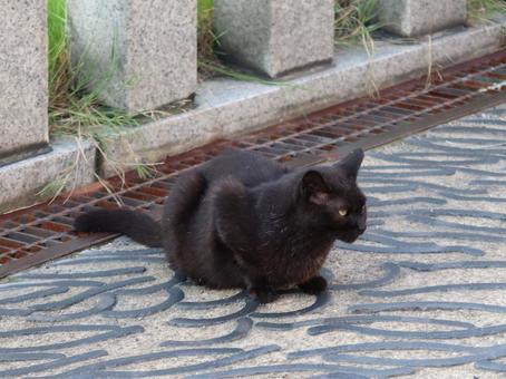 草津温泉 湯畑にいた黒猫 草津温泉 湯畑にいた黒猫の写真