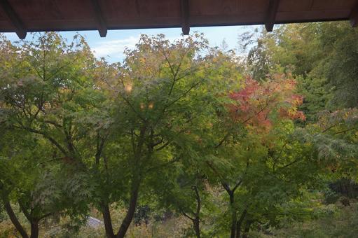 色付き始めたモミジ 植物,もみじ,秋の写真素材