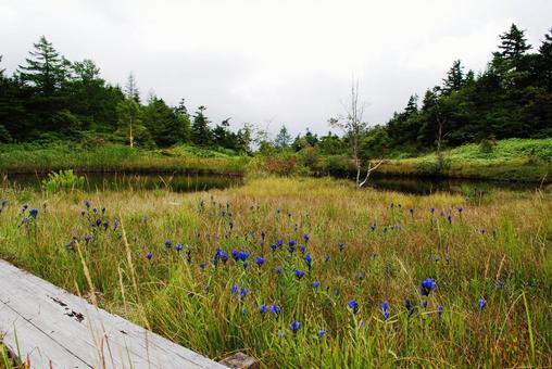 群馬県 初秋の芳が平湿原 群馬県 初秋の芳が平湿原 群馬県,芳が平,高山植物の写真素材