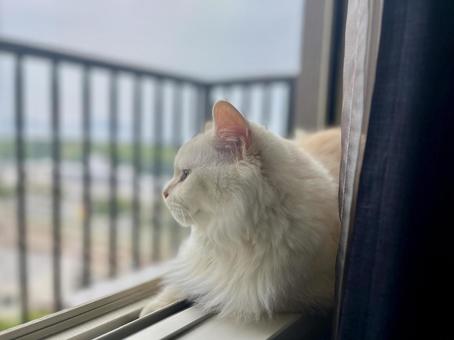 White cat looking outside, JPG