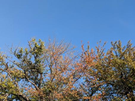 立冬前の雨上がりの朝の青空と木々の紅葉 晩秋,樹木,梢の写真素材