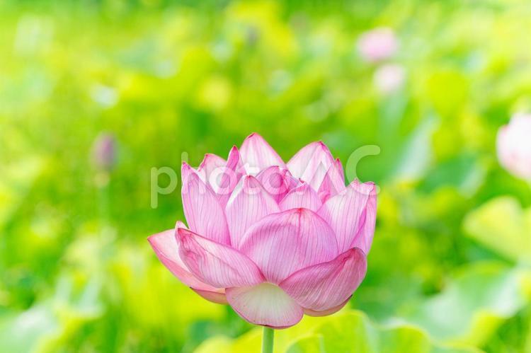 陽の差し込む蓮の花 蓮,蓮の花,仏花の写真素材