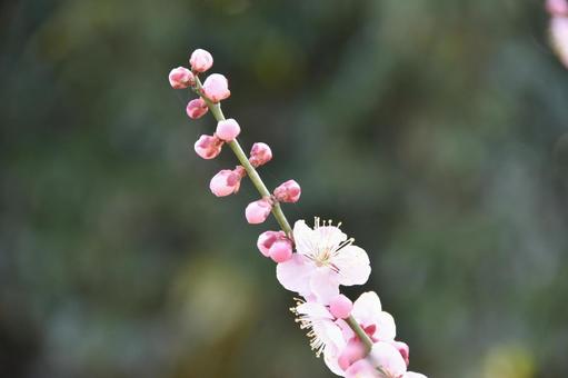 梅 梅の写真