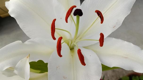 It was in bud in the morning but bloomed by the evening., yuri, casablanca, flower, JPG