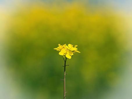 春の菜の花 春の菜の花 菜の花,花,黄色の写真素材