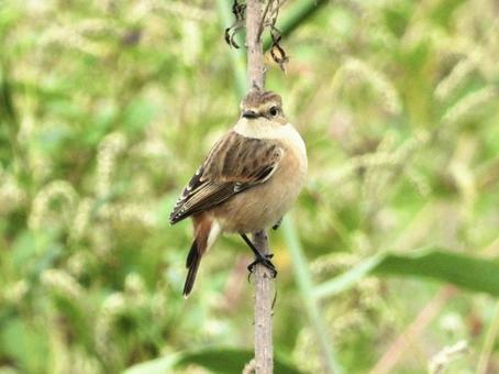 茎につかまるノビタキの写真