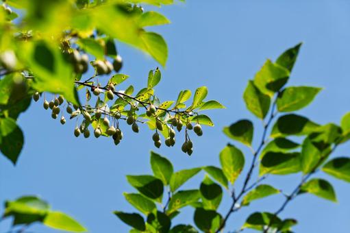 エゴノキ エゴノキ エゴノキ,実,果実の写真素材