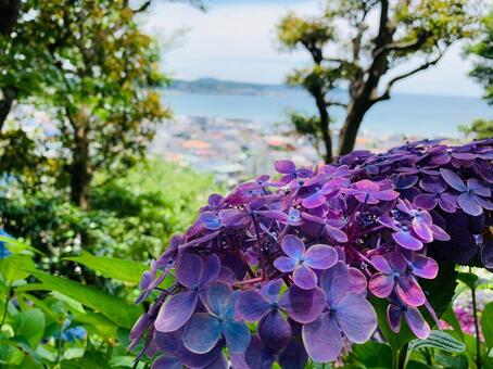 紫陽花２の写真