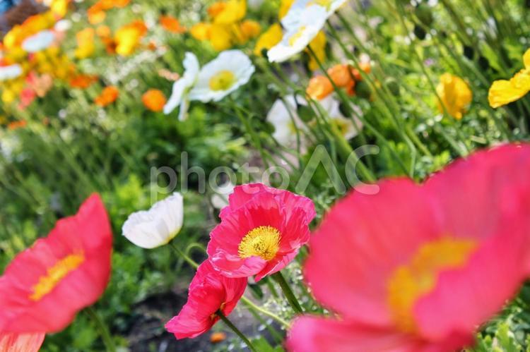 色とりどりのポピー畑 自然,卒業式,3月の写真素材
