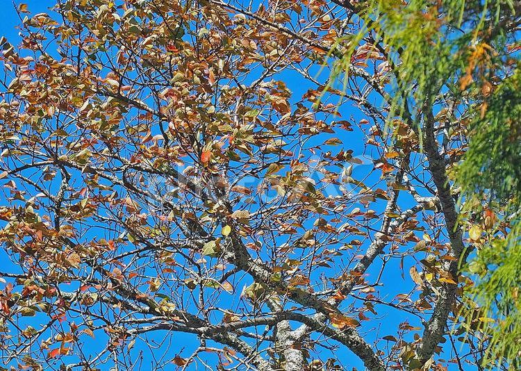青空とそれに映える桜 植物,花,木の写真素材