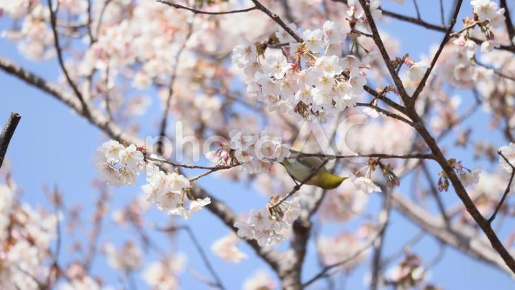 白浜桜の里に春を訪ねて 下田,桜,白浜桜の里の写真素材