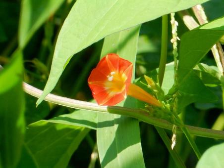 【花の写真】 マルバルコウソウ 【花の写真】 マルバルコウソウ マルバルコウソウ,丸葉縷紅草,花の写真素材