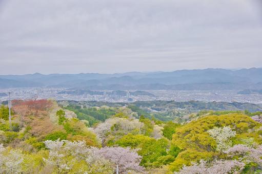 桜と街並み 桜と街並みの写真
