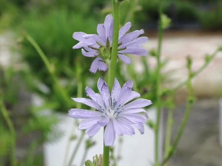 チコリの花 チコリの花 チコリ,植物,野菜の写真素材