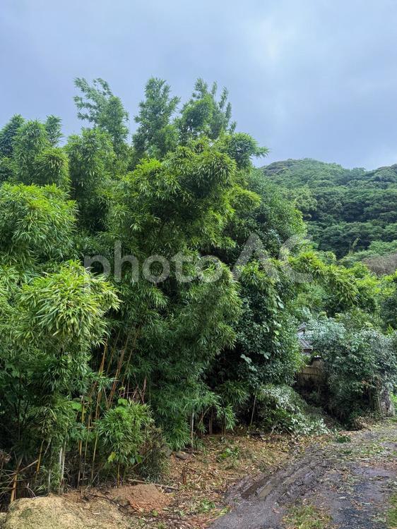 所有者不明土地の惨状II 所有者不明土地,荒れ地,放置の写真素材