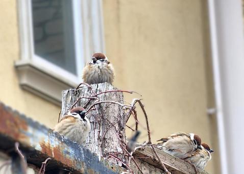 福良雀 福良雀,すずめ,冬の写真素材