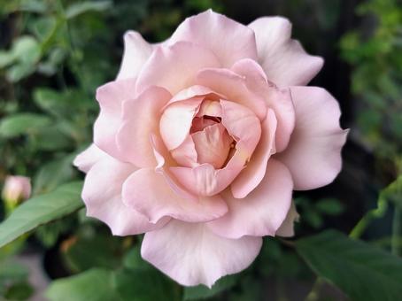 ベランダのバラ・ニューウェーブ 薔薇,バラ,ニューウェーブの写真素材