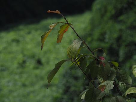 木の葉(緑) 木の葉(緑)の写真