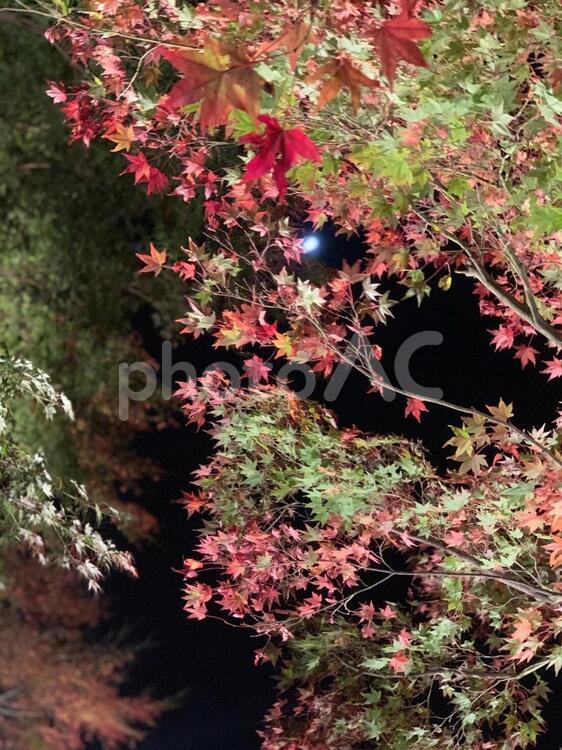 秋　隙間から覗く月 夜空,月明かり,月の写真素材
