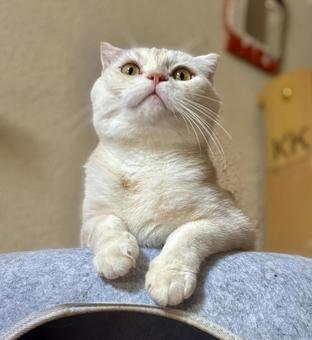 スコティッシュフォールド スコティッシュフォールド 猫,スコティッシュ,モフモフの写真素材