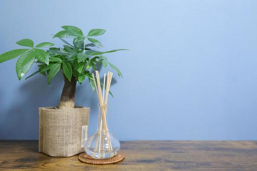 観葉植物とアロマディフューザー 観葉植物とアロマディフューザー 観葉植物,パキラ,アロマディフューザーの写真素材