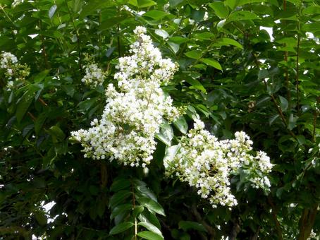 郊外の林道で開花したサルスベリ サルスベリ,花,植物の写真素材
