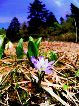尾瀬の湿原、春を告げるタテヤマリンドウ 尾瀬,尾瀬ヶ原,湿原の写真素材