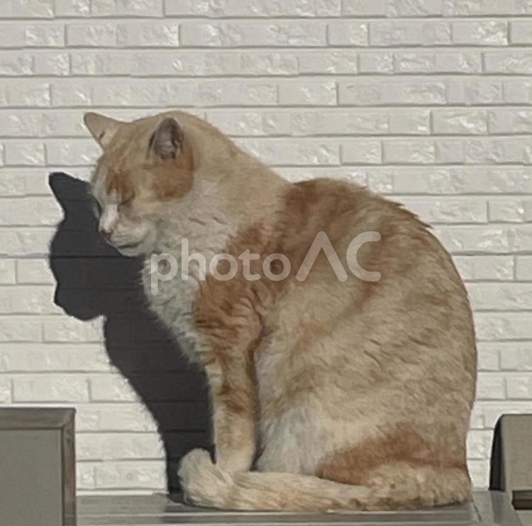野良猫さん　日向ぼっこ ネコ,猫,catの写真素材