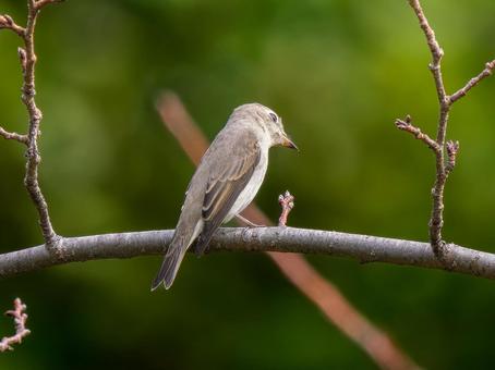 枝にとまるコサメビタキ 枝にとまるコサメビタキ コサメビタキ,野鳥,鳥の写真素材